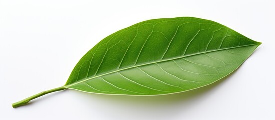 Obraz premium Ficus leaf, shallow depth.