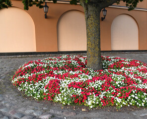Circle colorful flower bed on a city street