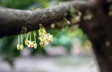 Cocoa flowers (Theobroma cacao) on growing tree trunk,Cacao flowers and fruits on cocoa tree  for the manufacture of chocolate