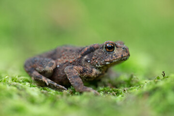 Young Common toad (Bufo bufo) among green moss in the natural ecosystem. Wildlife of Europe, the concept of wild nature.