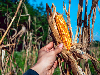 Close-up of harvest dried corn cobs in farmer hand holding