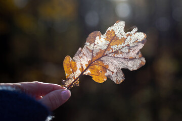 Dry autumnal leaf - 693480318