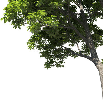3D illustration of a tree, close-up, for framing or foreground of an illustration, 3D visualization and  digital composition
