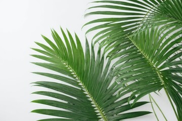 natural green palm leaves on the corner of the white background