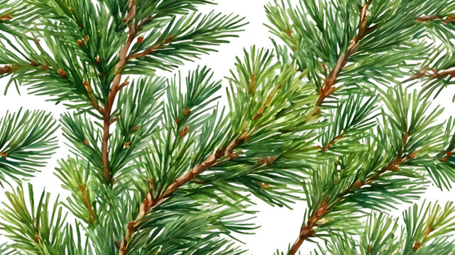 branches of a pine on transparent background,festive, seasonal, nature, evergreen