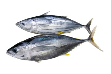 クロマグロとホンカツオが並ぶ切り抜き画像