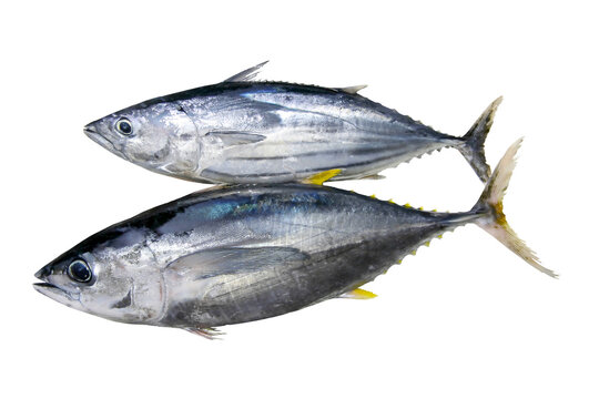 クロマグロとホンカツオが並ぶ切り抜き画像