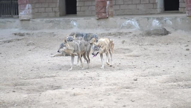 pack of Arabian Wolves (Canis lupus arabs) wondering and chasing the female for a chance to breed at a zoo, predator reproduction, beast breeding.