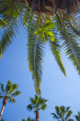 
Blue sky and palm trees.