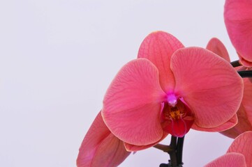 Beautiful bright pink orchid flowers isolated on white background. Free space for text.