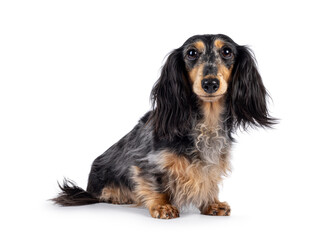 Cute smooth longhaired Dachshund dog aka teckel, sitting up side ways. Looking towards camera with puppy eyes. Isolated on a white background.