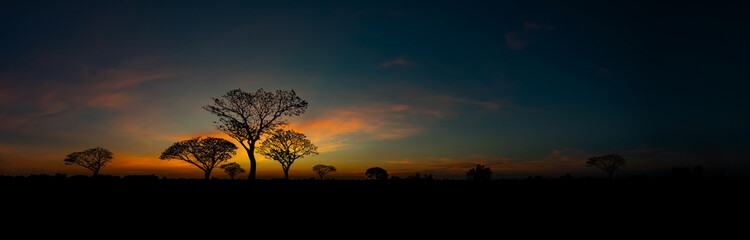 Panorama silhouette tree in africa with sunset.Tree silhouetted against a setting sun.Dark tree on open field dramatic sunrise.Typical african sunset with acacia trees in Masai Mara, Kenya.Open field. - obrazy, fototapety, plakaty