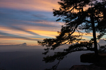 Silhouette of pine tree and misty morning At Pha Lom Sak, Phu Kradueng National Park
