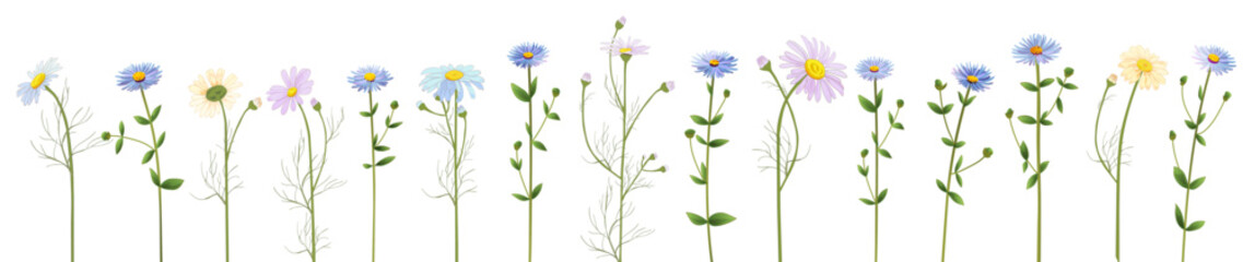 Horizontal set of chamomile, daisy, marigold, gerbera, aster. Subtle, pale, white, blue flowers. Panoramic view. Realistic botanical illustration on white background in watercolor style. Light vector