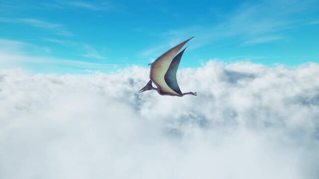 A Pterosaur soaring high above the cumulus clouds on a beautiful blue sky day.