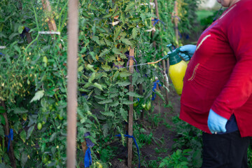 In the garden, a woman treats tomatoes with a solution from a spray bottle. The gardener takes care of his vegetables in the garden and treats them with a protective solution from a spray bottle.