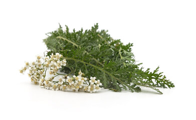 Green leaves and flowers of yarrow.