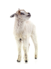 Obraz premium One white little goat.