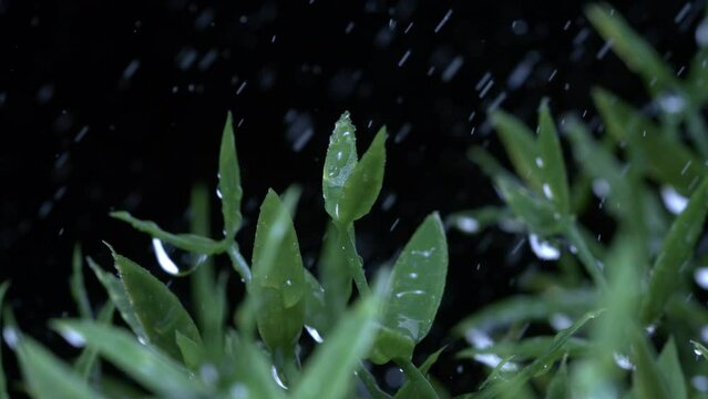 Super slow motion of splashing crystal clear pure water drops are falling on green fresh organic tropica plant while it's raining in forest at night, 1000 fps.