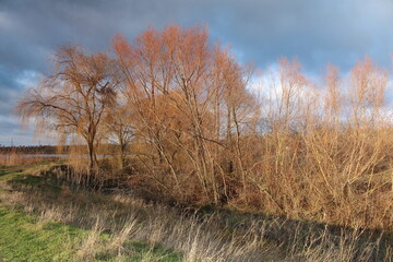 A group of trees in a field