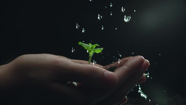 Woman hands holding green seedling. Water drops falling on a sprout leaves over soil in slow motion. New eco life and waste concept. Plastic free. Earth day. ESG nature environment save