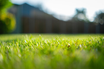 A grass garden background in sunshine.