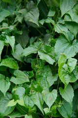 Nature's intricate brushstrokes: A mesmerizing dance of patterns in every leaf