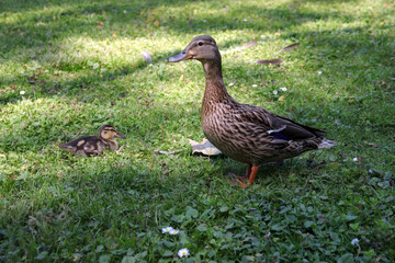 ente mit küken