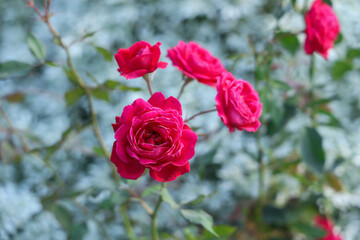Beautiful red rose bush abundant blooming in summer garden in contryside,roses in the garden