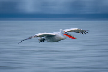 Fototapeta na wymiar Slow pan of pelican crossing still lake