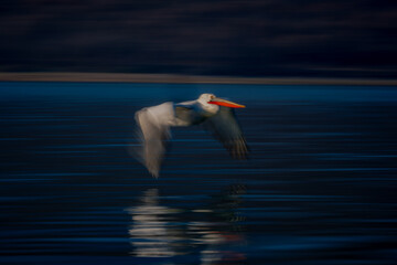 Slow pan of pelican flying near lakeside