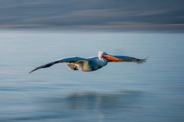 Slow pan of pelican gliding near shoreline