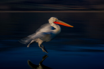 Slow pan of pelican inches above lake