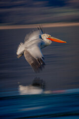 Fototapeta na wymiar Slow pan of pelican gliding above waves