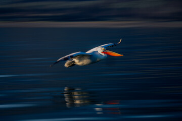 Slow pan of pelican gliding by beach