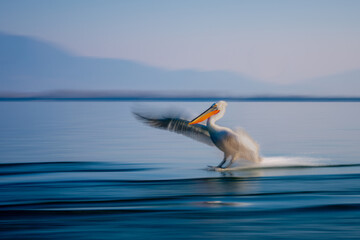 Slow pan of pelican landing on waves