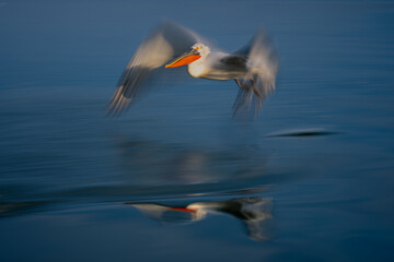 Fototapeta na wymiar Slow pan of pelican over smooth lake
