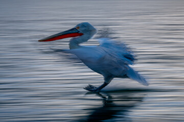 Slow pan of pelican landing in lagoon