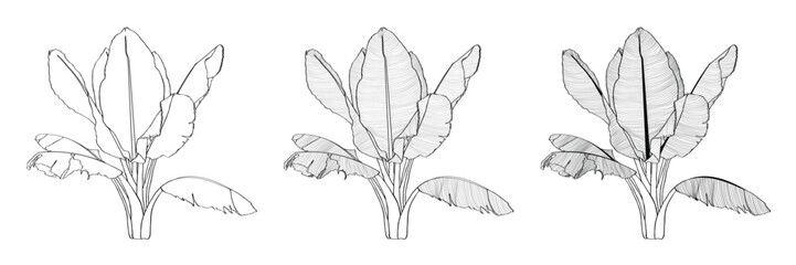 Exotic tropical banana leaves. Palm beach tree jungle botanical leaves. Black and white engraved ink art. Leaf plant botanical garden floral foliage.