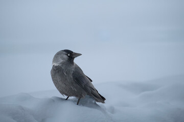 Jackdaw in the snow