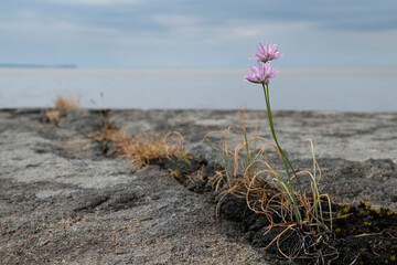 chives growing near the White Sea coast