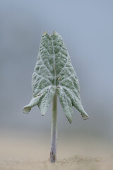 wooly butterbur leaf