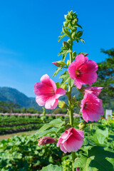 Pink hollyhock flower or Alcea rosea in the garden.