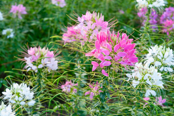 Beautiful colorful spider flowers blossom in the field