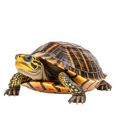 Obraz premium Turtle isolated on transparent or white background, png