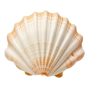 Sea shell isolated on transparent or white background, png