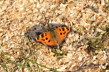 Nymphalis polychloros. butterfly polyflora garden sitting on the ground with wings open