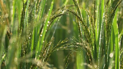 Glistening morning dew on rice/paddy plants, accompanied by the calming sounds of birds chirping and crickets. Relax, de-stress, and find your inner peace