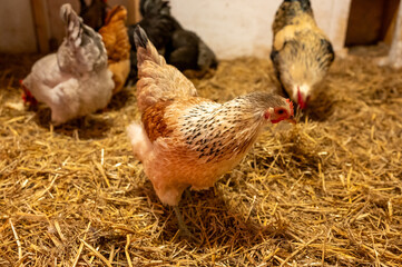 Hens in hen house walking on litter
