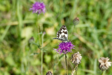 Marbled White (Melanargia galathea) butterfly sitting on a pink scabiosa in Zurich, Switzerland